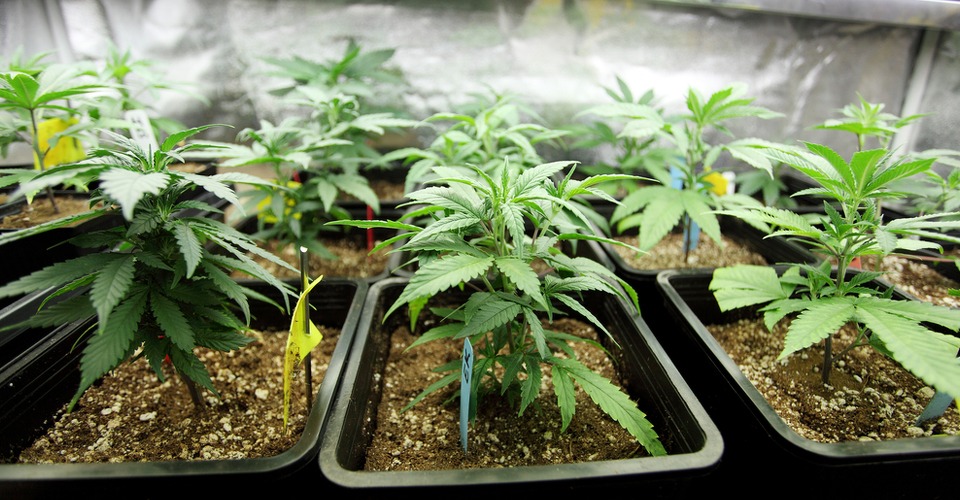 drones inzet wietteelt limburg