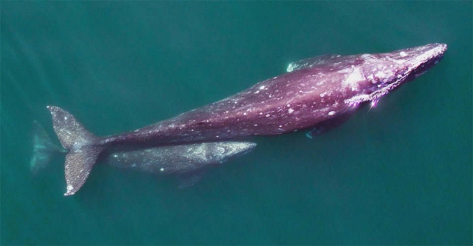 noaa_grijzewalvissen_hexacopter_drone