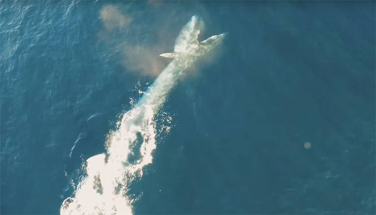 Unieke beelden van etende Brydevinvis gemaakt met drone Unieke beelden van etende Brydevinvis gemaakt met drone