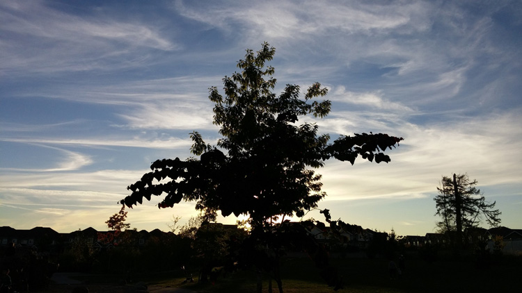 RaymonFPV dansend door de bomen RaymonFPV dansend door de bomen