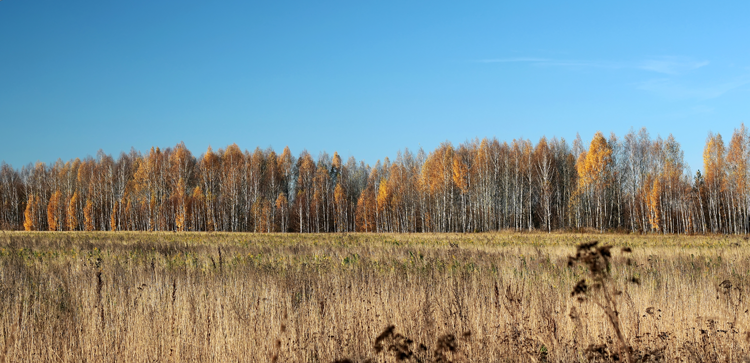 Beautiful forest FPV freestyle Beautiful forest FPV freestyle