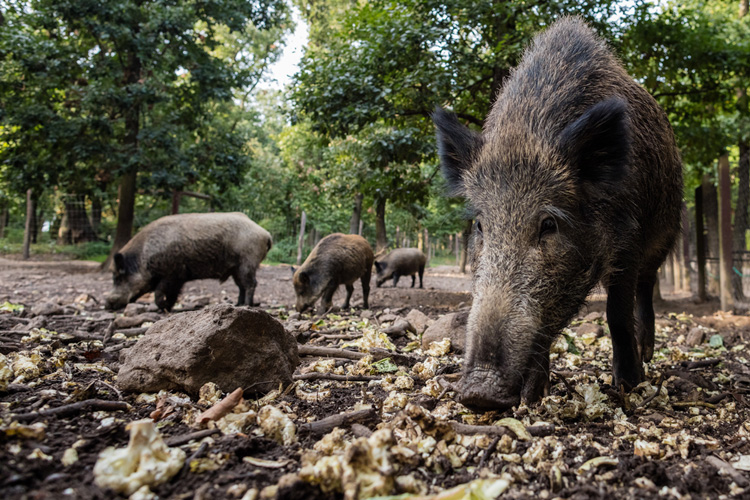 Drone brengt zwijnen in Oost-Brabant in beeld Drone brengt zwijnen in Oost-Brabant in beeld